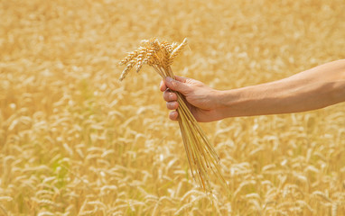 A man with spikelets of wheat in his hands. Selective focus.