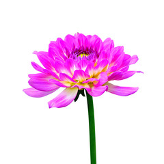 Beautiful flower of pink dahlia isolated on a white background