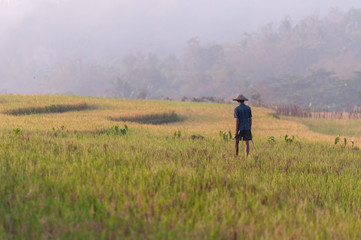 Fototapeta na wymiar An asian farmer wearing straw hat observe his rice field farmland on a glorious morning golden sunshine