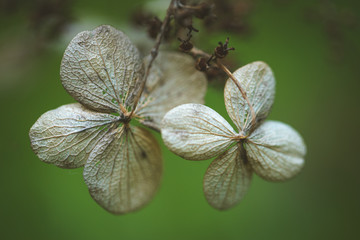 A dead flower on a blurred green background