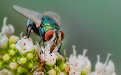 Schmeissfliege Fliege grün Detail Close Up