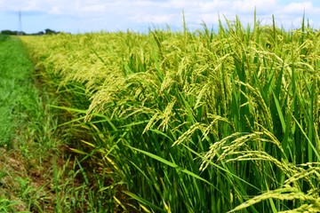 稔り始めた稲穂