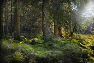 Fototapeta premium Morgenlicht im Wald