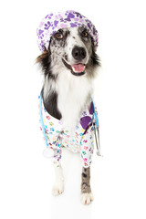 border collie dog dressed as veterinarian wearing stethoscope and cap, hospital gown and cap, looking up. Isolated on white background.