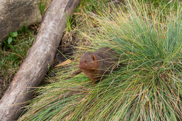 Common dwarf mongoose, Helogale parvula, close up portraits of head and body while resting near grass and on top of rock during summer.