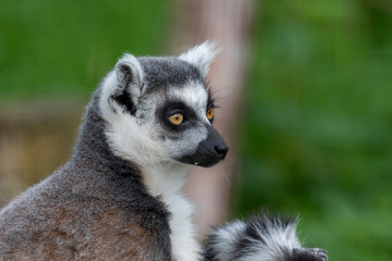 Ring tailed lemur, Lemur catta, close up portrait of head with background taken during a sunny summers day.