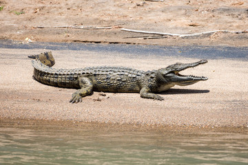 Crocodile sunbathing at a sandy bank at Kunene river, Epupa, Namibia