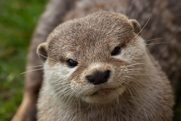 Short clawed otter, Aonyx cinereus, close up portrait with facial expressions and behaviour with background during a bright summers day.