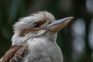 Kookaburra, Dacelo, large kingfisher perched on tree stump seen through leaves with green background during a sunny summers day.