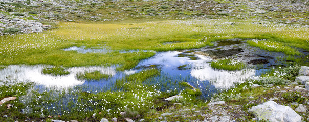 Alps mountain lake with cottengrass in summer - Maejelensee Lake in Fiesch, Switzerland