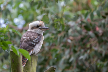 Kookaburra, Dacelo, large kingfisher perched on tree stump seen through leaves with green background during a sunny summers day.