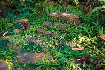 rotten wood path walk or pathway on the ground with cutted wood with green grass on indonesia