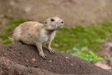 Prairie dogs, Cynomys, in group and individuals close up portraits displaying typical behaviour during a sunny summers day.