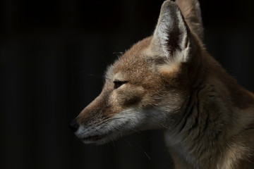 Corsac Fox, Vulpes corsac, close up portrait of facial expression detail and long characteristic ears taken during a sunny summers day in shadow.