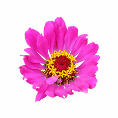Obraz premium Beautiful purple flower isolated on a white background