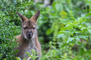 Wallaby, Macropodidae, close up portrait of facial detail and its surroundings in the bush and grass taken during a sunny summers day.