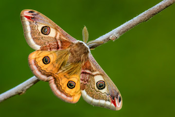 Emperor Moth - Saturnia pavonia, beautiful rare moth from European forests and woodlands, Czech Republic.