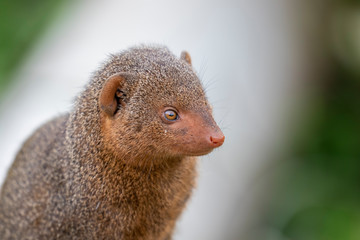 Common dwarf mongoose, Helogale parvula, close up portraits of head and body while resting near grass and on top of rock during summer.