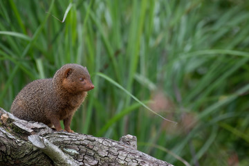 Common dwarf mongoose, Helogale parvula, close up portraits of head and body while resting near grass and on top of rock during summer.