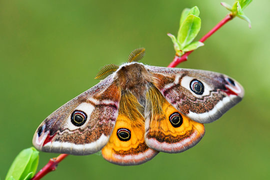 Emperor Moth - Saturnia pavonia, beautiful rare moth from European forests and woodlands, Czech Republic.