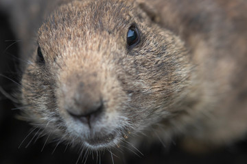 Prairie dogs, Cynomys, in group and individuals close up portraits displaying typical behaviour during a sunny summers day.