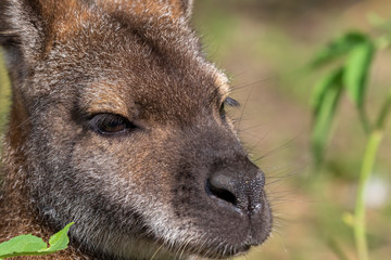 Wallaby, Macropodidae, close up portrait of facial detail and its surroundings in the bush and grass taken during a sunny summers day.