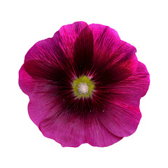Burgundy mallow flower isolated on a white background