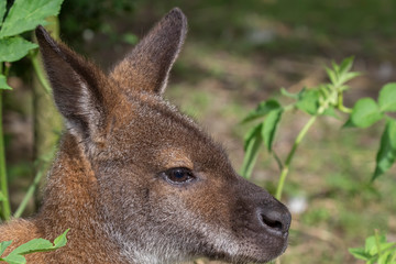 Fototapeta premium Wallaby, Macropodidae, close up portrait of facial detail and its surroundings in the bush and grass taken during a sunny summers day.