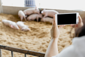 Hands of farmer taking a picture with mobile smartphone in organic rural farm agricultural.