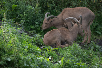 Barbary Sheep, Ammotragus lervia, relaxing/resting and feeding amongst greenery during a sunny summers days.