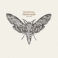 Agrius convolvuli, the convolvulus hawk-moth is a large hawk-moth. hand draw sketch vector.