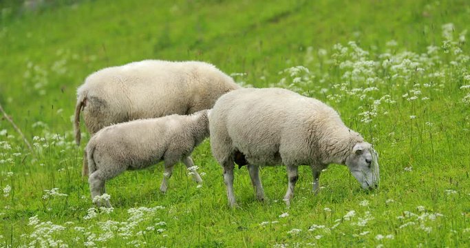 Norway. Domestic Sheep Grazing In Hilly Norwegian Pasture. Sheep Eating Fresh Spring Grass In Green Meadow. Sheep Farming