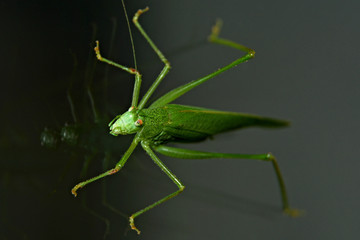 Cricket (macro photo).