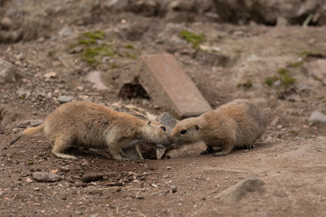 Prairie dogs, Cynomys, in group and individuals close up portraits displaying typical behaviour during a sunny summers day.