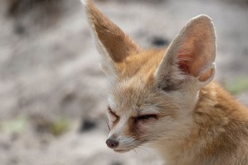 Fennec fox, Vulpes zerda, close up portrait of face and large ears while sitting looking away during a bright summers day.
