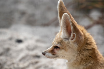 Fennec fox, Vulpes zerda, close up portrait of face and large ears while sitting looking away during a bright summers day.