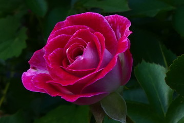 rotblühende Rose