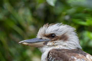 Obraz premium Kookaburra, Dacelo, large kingfisher perched on tree stump seen through leaves with green background during a sunny summers day.