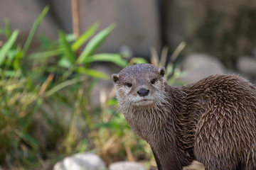 Short clawed otter, Aonyx cinereus, close up portrait with facial expressions and behaviour with background during a bright summers day.
