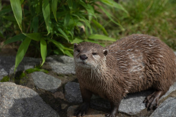 Short clawed otter, Aonyx cinereus, close up portrait with facial expressions and behaviour with background during a bright summers day.