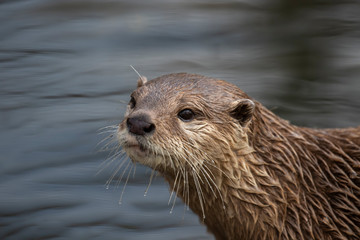Short clawed otter, Aonyx cinereus, close up portrait with facial expressions and behaviour with background during a bright summers day.