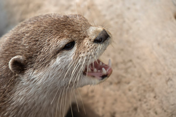 Short clawed otter, Aonyx cinereus, close up portrait with facial expressions and behaviour with background during a bright summers day.