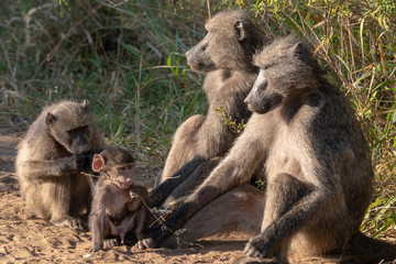 A family of Chacma baboons with a playful baby.