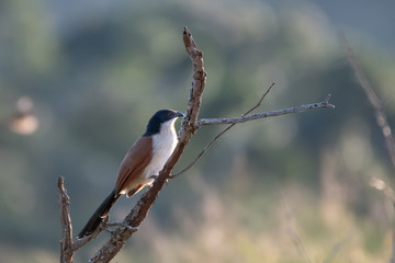A Burchells's Coucal perched on a tree branch in South Africa.