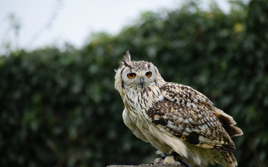 eurasian eagle owl