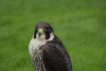 peregrine falcon