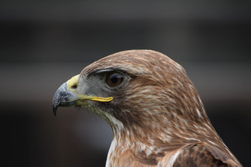 close up of bird of prey