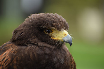 close up of raptor's head