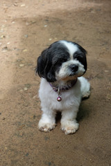 Shih Tzu  dog​  have​ long hairs at​ her​ face​ make​ her​ don't​ see​ anything.​ Shih Tzu​ dog​ she very​ shy​ she​ don't​ want​ to​ look​ at​ camera.  Shih​ Tzu​ dag  white​ and​ black​ color​s.