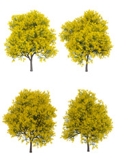 Silver wattle tree in spring season Isolated on white background with clipping path , 3d illustration - obrazy, fototapety, plakaty